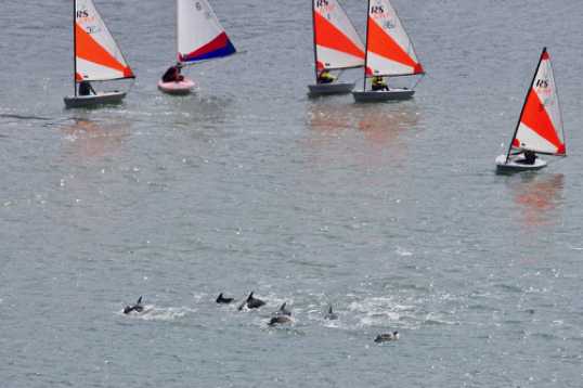 26 June 2021 - 11-07-02
It might look like the junior sailors were chasing down the pod. But it was much more the case that the pod was leading them.
---------------
Dolphin invasion of the river Dart, Dartmouth